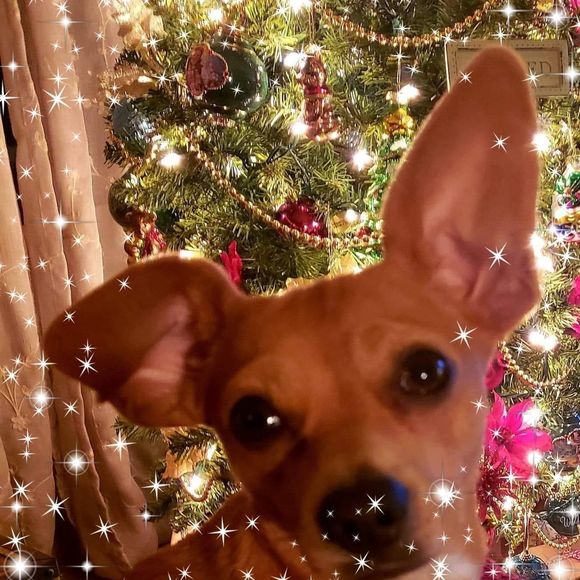 Meet your Posher, Deb - Picture 1 of 1